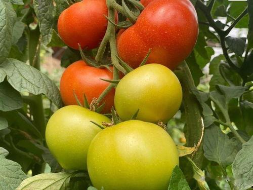 国产资源无限好片,揭秘国内影视产业的璀璨明珠